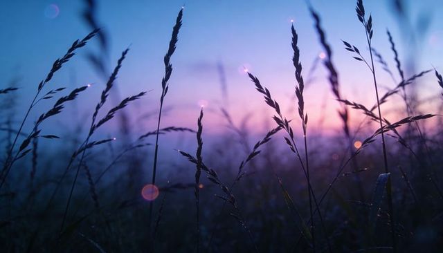 Swaying grass seed heads in dew-filled meadow at dusk with soft bokeh twilight glow