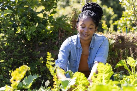 African american woman tending lush organic vegetable garden in sunlit backyard raised beds