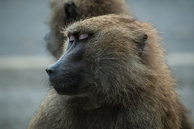 A close-up of a baboon turning its head to the side, displaying detailed fur texture and expressive facial features. Ideal for educational materials, wildlife documentaries, and animal-related articles. Could also be used to promote wildlife protection, natural parks, and zoological research.