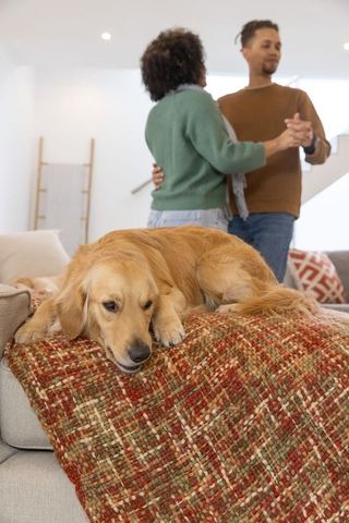 Golden retriever resting on cozy throw while couple slow dancing in modern living room