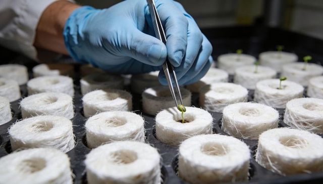 Placing tiny seedling into rockwool plug with tweezers in sterile propagation tray