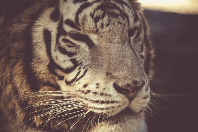 Close-up of a tiger's face, highlighting the details of its intense gaze and distinctive stripes. This image captures the majesty and power of the predator, ideal for wildlife-related content, nature documentaries, educational materials, and designs focused on animal conservation.