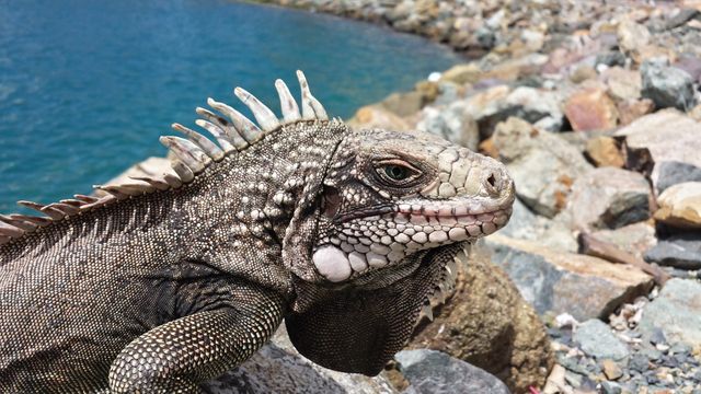 Close view of an iguana resting on rocks near the sea. The image highlights the reptile's scales and intricate skin texture. Suitable for wildlife documentaries, educational content, nature articles, tourism promotions, and environmental campaigns.