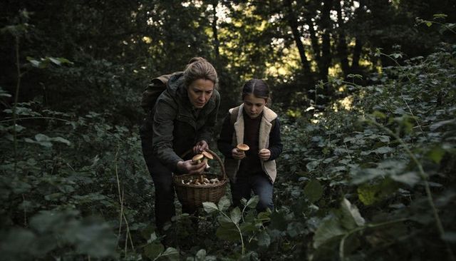 Foraging mushrooms with child in dense woodland, gathering fungi into wicker basket