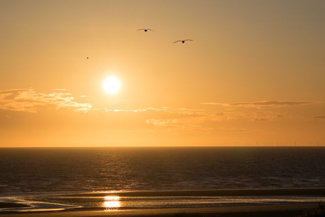 Scenic Sunset Over Ocean with Seagulls Flying in Golden Sky - Download Free Stock Photos Pikwizard.com