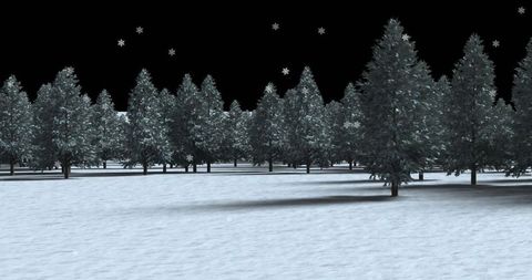 Snow Falling Over Forest of Evergreens at Night