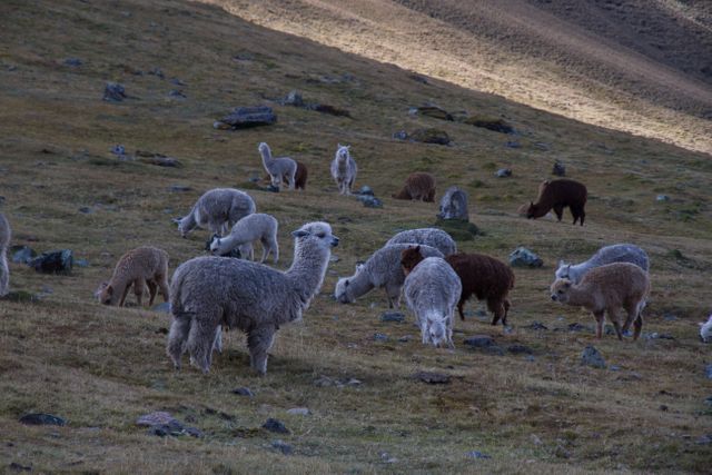 Herd of alpacas grazing on mountainous terrain during sunset, showcasing natural behavior and wildlife. Ideal for use in nature-themed projects, wildlife documentaries, travel brochures, and Andean cultural studies. The serene landscape emphasizes untouched beauty and rural life.