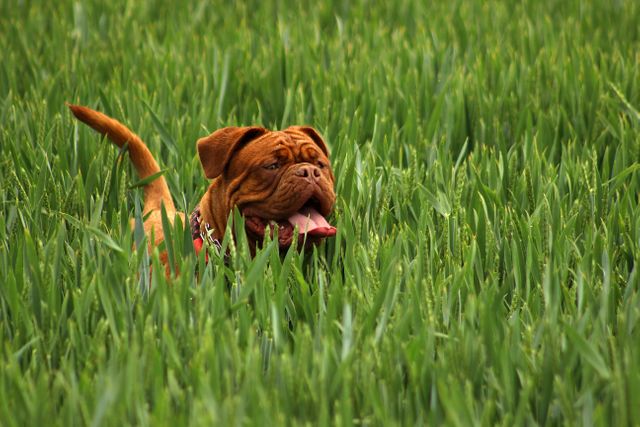 Brown Dogue de Bordeaux exploring tall green grass outdoors in a field on a sunny day. This image can be used for content related to pets, nature, outdoor activities with dogs, and sunny summer days. It's ideal for blogs, pet care websites, and advertisements promoting outdoor or pet products.