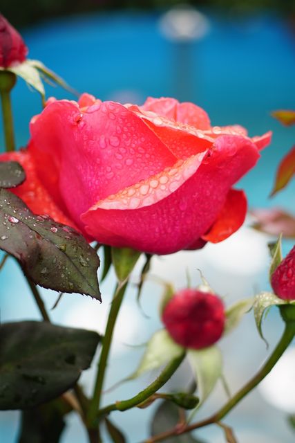 This image captures a stunning close-up of a red rose with glistening dewdrops on its petals, set against a blurred natural background. Perfect for use in gardening blogs, romantic themes, floristry websites, or promotional materials related to nature's beauty. It can be used for inspirational quotes or greeting cards, emphasizing freshness, beauty, and elegance.
