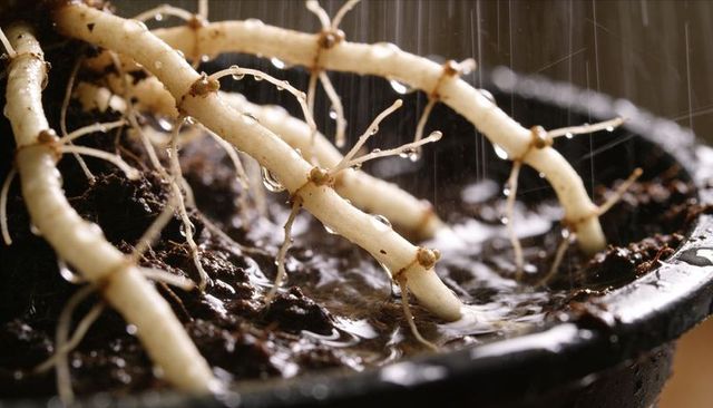Glistening pale plant roots under rain macro closeup showing water droplets on soil