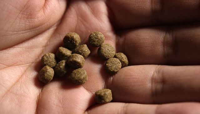 Holding small brown kibble pellets in palm closeup showing texture and skin creases