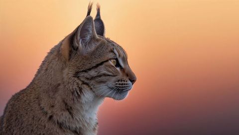 Lynx-like wildcat gazing into warm sunset light, tufted ears and amber eye profile
