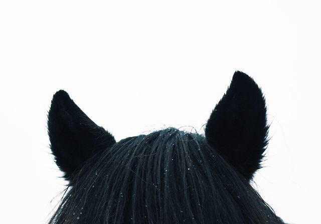 Rear View of Horse Ears Against White Background - Download Free Stock Photos Pikwizard.com
