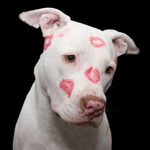 White pit bull dog with red kiss marks on face