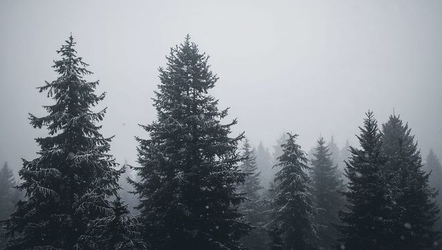 Evergreens standing tall in snowy fog, misty winter forest silhouettes and tranquil mood