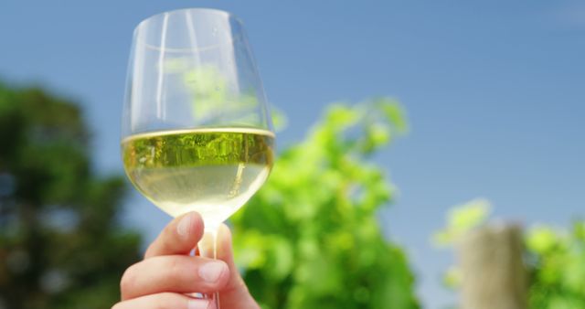Woman hand holding wine glass in vineyard on a sunny day
