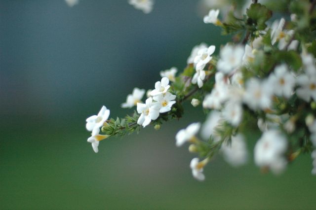 Closeup of White Flowers on Branch in Bloom - Download Free Stock Photos Pikwizard.com
