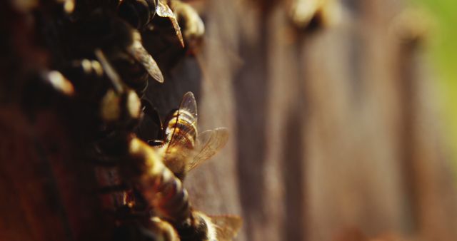 Bees Swarming an Old Tree Trunk in Nature - Download Free Stock Images Pikwizard.com