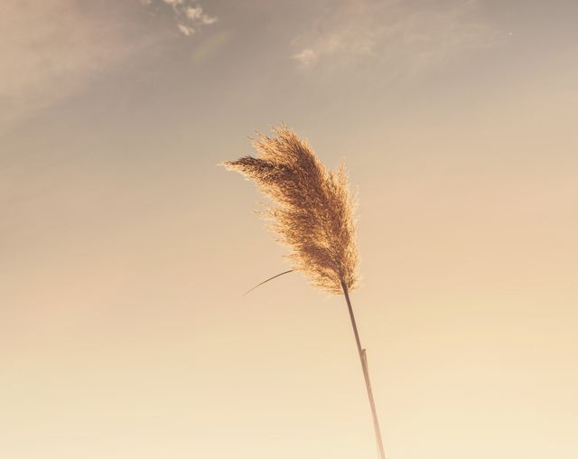 Single reed glowing in warm sunset light on clear sky. Perfect for backgrounds, nature inspiration, motivational posters, and themes focusing on serenity and minimalism.