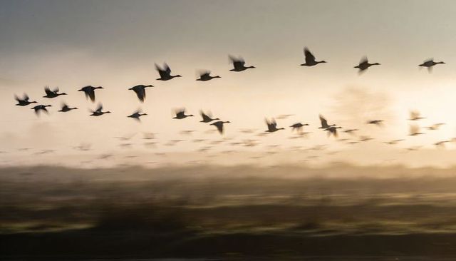 Flock of waterfowl flying low over misty wetland at sunrise, silhouettes in motion