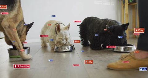 Three dogs eating from stainless steel bowls on sunlit wood floor with social media icons