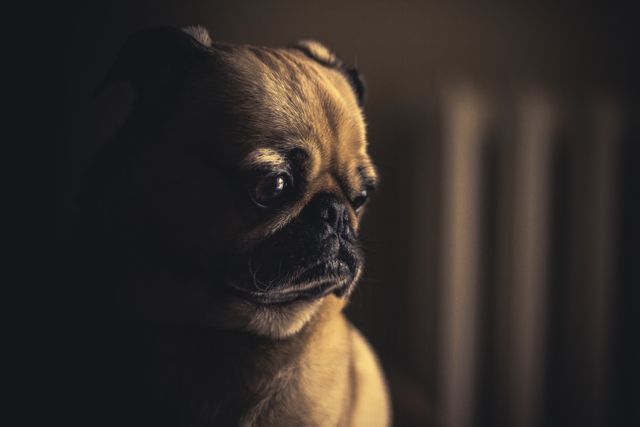 Pug sits in dim lighting with a melancholic expression. Suitable for emotional and pet-related themes in advertising, blogs, and social media. Ideal for content focusing on pet emotions, feelings, or animal health.