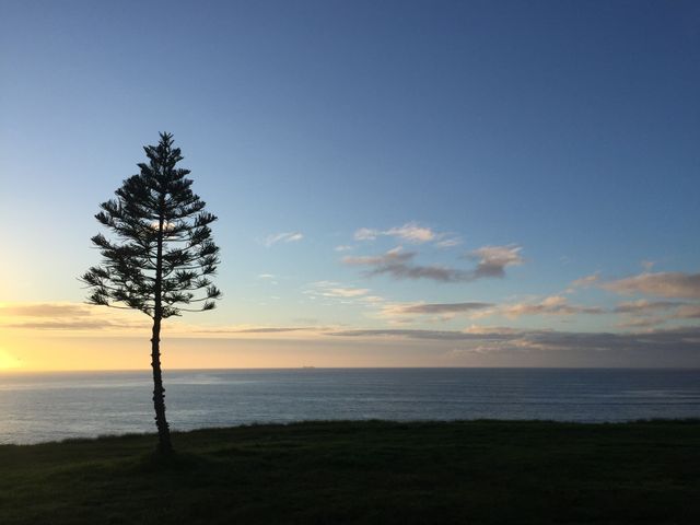 Lone tree standing on coastal cliff overlooking ocean during sunset. Ideal for concepts of solitude, peacefulness, and tranquility. Suitable for travel, meditation, and nature-themed publications.