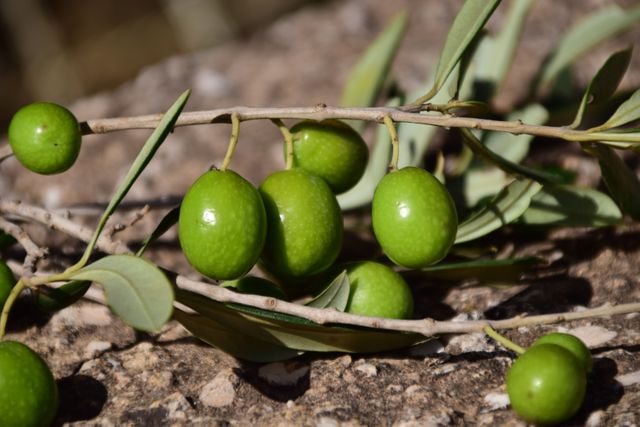 Close-up of green olives on a branch in sunlight. Useful for articles, blogs, and websites about agriculture, organic produce, Mediterranean cuisine, or healthy eating. Can be used for promotional materials related to farming or organic food businesses.