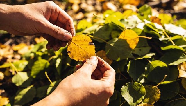 Hands holding yellow autumn leaf with soil-stained fingertips over fallen foliage sunlit closeup