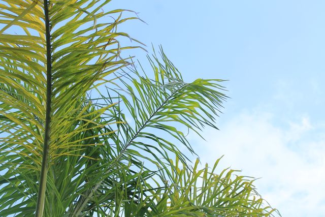 Tropical Palm Leaves Against Clear Blue Sky - Download Free Stock Photos Pikwizard.com