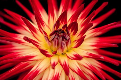 Radiant red and yellow dahlia bloom macro — vibrant spiky petal burst