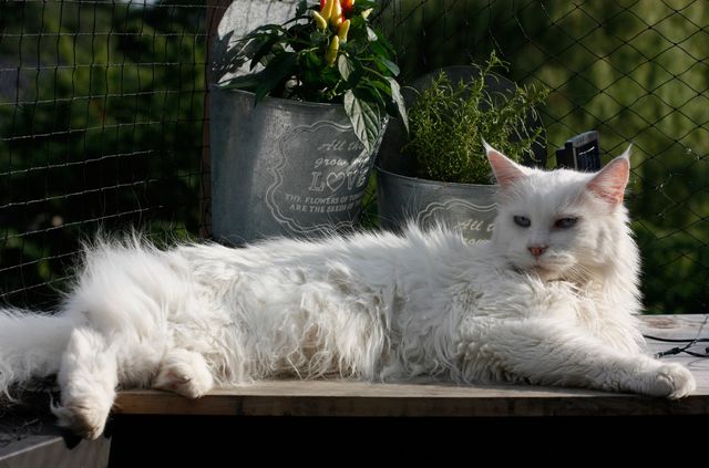 White Maine Coon cat lying on an outdoor deck next to potted plants. Cat looks relaxed. Can be used for themes related to pet care, outdoor living, and relaxation.