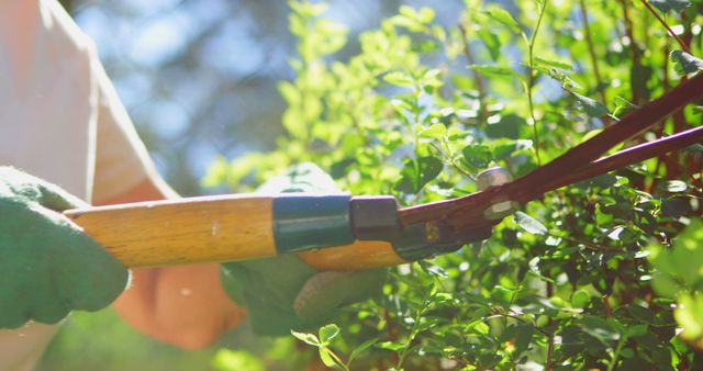 Person Pruning Green Shrubs with Gardening Shears - Download Free Stock Images Pikwizard.com