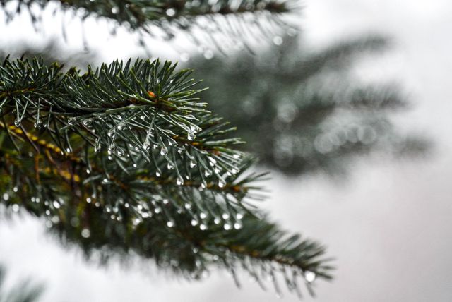 Close-up of Pine Tree Branch with Dewdrops - Download Free Stock Photos Pikwizard.com