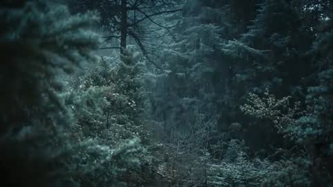 Snow starting to fall over swaying evergreen forest at twilight, cinematic slow-motion clip