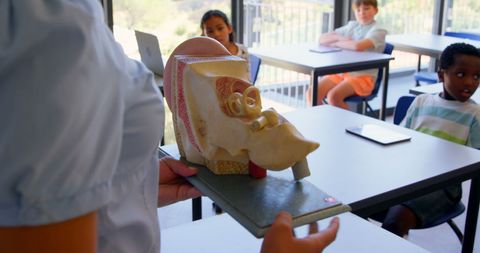 Teacher presenting anatomical model to attentive students in classroom
