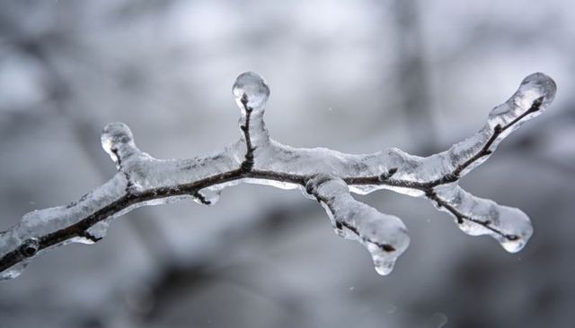 Ice-coated tree twig glistening with clear droplets and crystal texture in winter macro