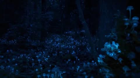 Pan through Magical Forest Illuminated by Glowing Mushrooms