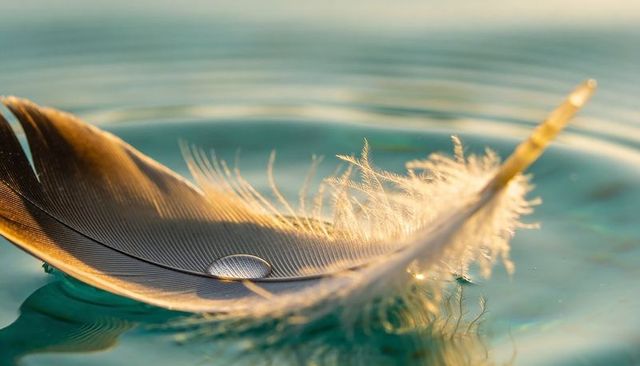Feather floating on calm water with droplet, ripples and golden sunrise bokeh