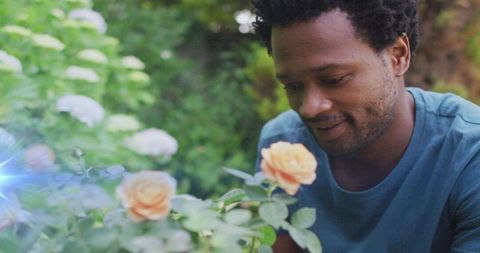 Man in garden carefully inspecting vibrant peach rose bush