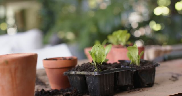 Young lettuce plants growing in small black pots arranged on an outdoor table, surrounded by soil and terracotta pots. This scene is ideal for illustrating topics related to gardening, organic farming, or sustainable living. Perfect for use in blogs, articles, or advertisements promoting home gardening and outdoor activities.