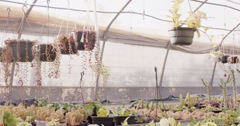 Thriving Succulents in Bright Modern Greenhouse