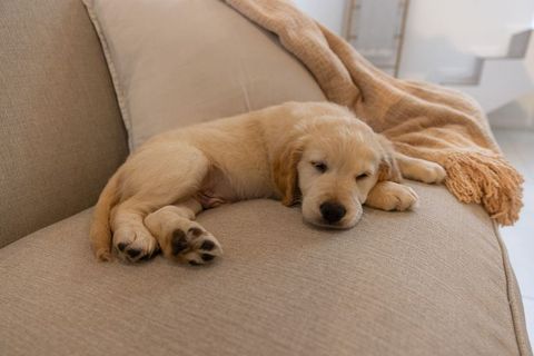Golden retriever puppy sleeping on beige sofa with cozy throw and visible paw pads