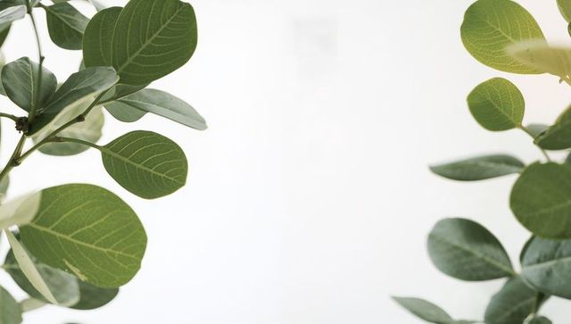 Minimalist green oval leaves framing white negative space for copy, botanical background