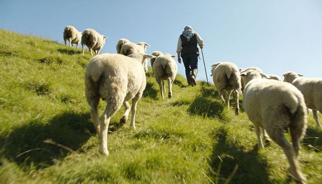 Shepherd guiding flock uphill on sunlit grassy hillside with walking staff