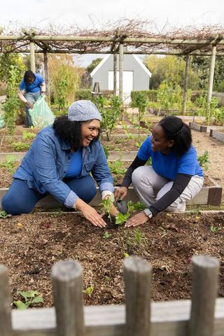 African american women planting seedlings in community garden volunteering together