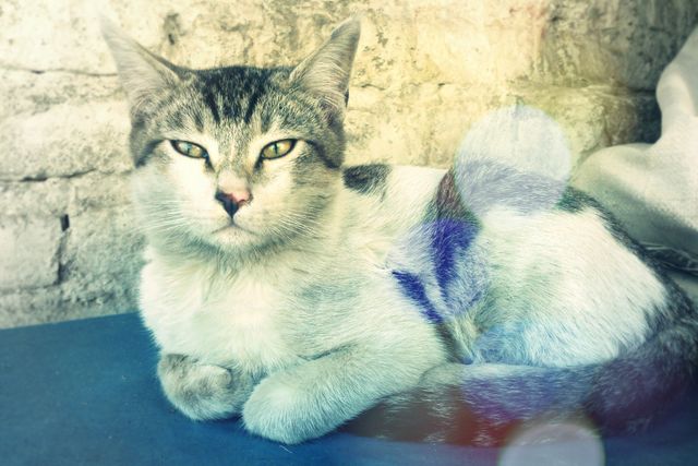 Grey tabby cat resting in soft, natural light on a blue surface against brick wall background. Perfect for pet-related content, blogs on cat care, advertisements for pet products, or calming and peaceful imagery for relaxation themes.