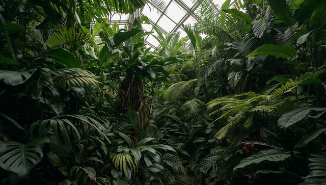 Lush tropical conservatory with dense monstera, palms and vines beneath glass skylight