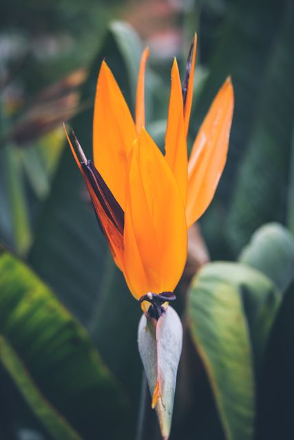 Use this image for nature-themed websites, gardening blogs, or as an eye-catching piece for social media posts. Perfect for florists, botanical gardens, and anyone focusing on tropical or exotic plants. The striking colors make it ideal for decorative prints or headers.