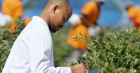 Agricultural scientist examining plants in field for research